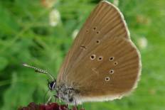 Cleora licornaria - Dunkler Wiesenknopf-Ameisenbläuling (Sumpfbläuling, Schwarzblauer Ameisen-Bläuling)